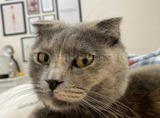 Kayip Kedi̇ Ankara Mamak görsel