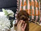 Evdoğumu Aşılı Teacup Poodle