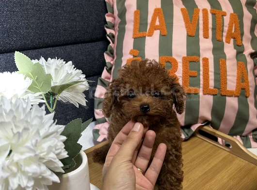 Evdoğumu Aşılı Teacup Poodle görsel