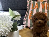 Evdoğumu aşılı teacup poodle