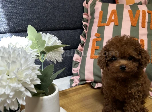 Evdoğumu Aşılı Teacup Poodle