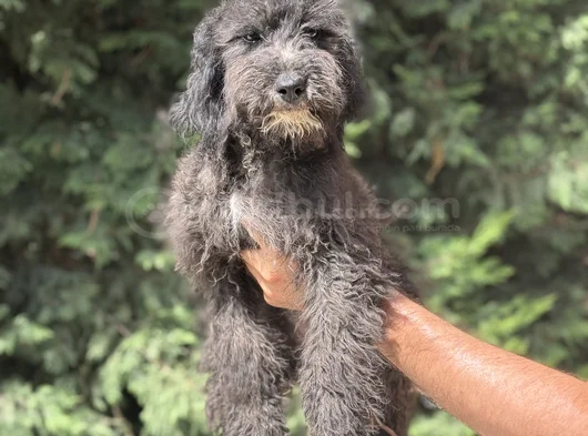 Bernedoodle-Bordoodle-Labradoodle Bebekler görsel