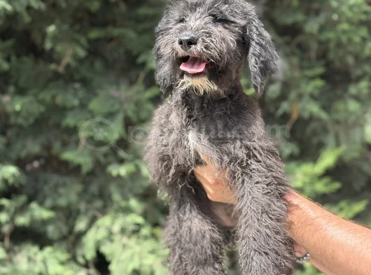 Bernedoodle-Bordoodle-Labradoodle Bebekler görsel