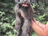 BERNEDOODLE-BORDOODLE-LABRADOODLE BEBEKLER
