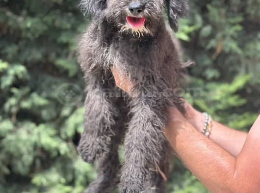 Bernedoodle-Bordoodle-Labradoodle Bebekler