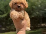 TEACUP 4 AYLIK MALTİPOO KIZIMIZ