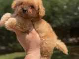 Teacup 4 Aylik Malti̇poo Kizimiz