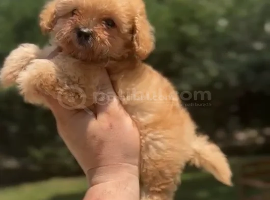 Teacup 4 Aylik Malti̇poo Kizimiz görsel
