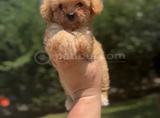 Teacup 4 Aylik Malti̇poo Kizimiz görsel