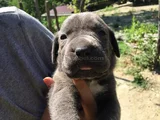 Cane Corso Yavrularım Sağlık Ve Irk Garantilidir