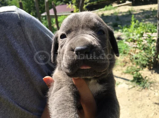 Cane Corso Yavrularım Sağlık Ve Irk Garantilidir görsel