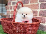 Pomeranian Boo Minik Yavru