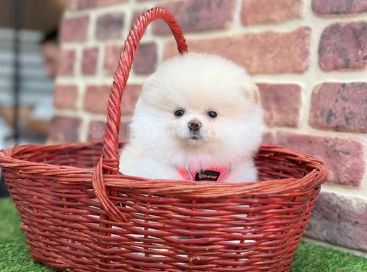 Pomeranian Boo Minik Yavru görsel