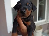 Doberman Yavrularım Sağlık Ve Irk Garantilidir
