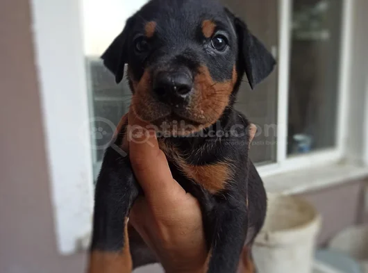 Doberman Yavrularım Sağlık Ve Irk Garantilidir görsel