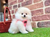 Pomeranian Boo Minik Yavru