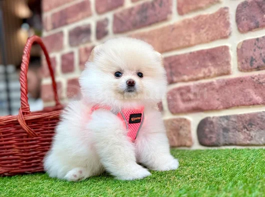 Pomeranian Boo Minik Yavru görsel