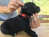 Cane Corso Yavrularım Sağlık Ve Irk Garantilidir