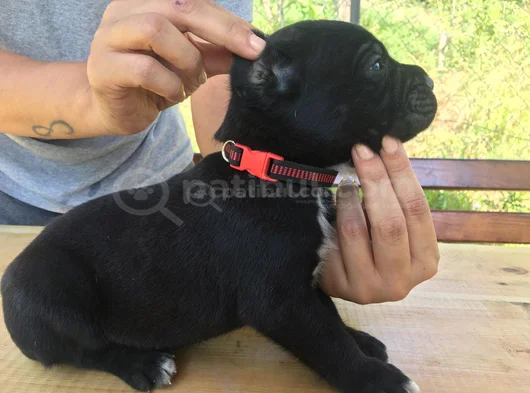 Cane Corso Yavrularım Sağlık Ve Irk Garantilidir görsel