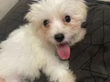 Maltese 4 Aylık