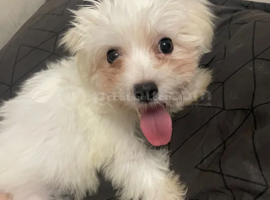 Maltese 4 Aylık görsel