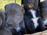 Cane corso yavrularım sağlık ve ırk garantilidir