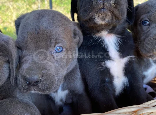 Cane Corso Yavrularım Sağlık Ve Irk Garantilidir