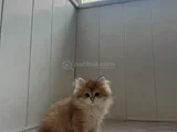 Bristish Golden Longhair
