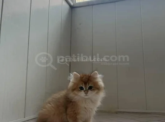 Bristish Golden Longhair görsel