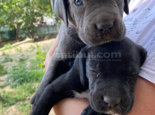 Cane Corso Yavrularım Sağlık Ve Irk Garantilidir görsel