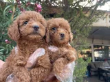 Toy Poodle Yavrularım Sağlık Ve Irk Garantilidir