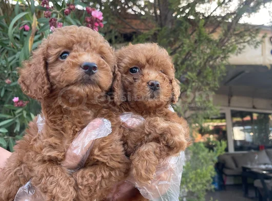 Toy Poodle Yavrularım Sağlık Ve Irk Garantilidir görsel