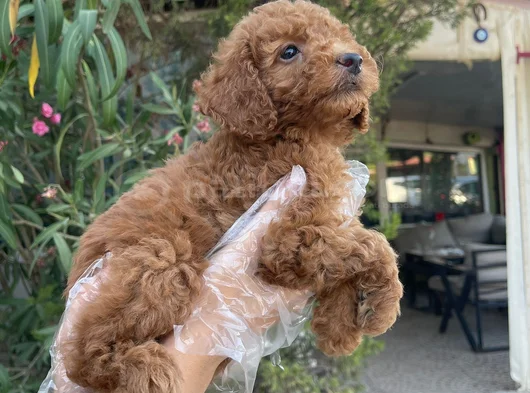 Toy Poodle Yavrularım Sağlık Ve Irk Garantilidir görsel