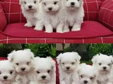 A kalite Maltese terrier yavrularımız