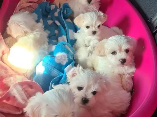 A Kalite Maltese Terrier Yavrularımız görsel