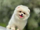 Bi̇rbi̇ri̇nden Güzel Ayi Surat Pomerani̇an Boo