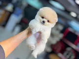 Bi̇rbi̇ri̇nden Güzel Ayi Surat Pomerani̇an Boo