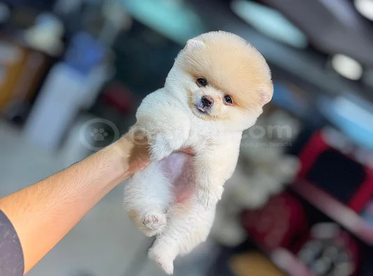 Bi̇rbi̇ri̇nden Güzel Ayi Surat Pomerani̇an Boo görsel