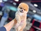 Bi̇rbi̇ri̇nden Güzel Ayi Surat Pomerani̇an Boo