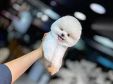 Bi̇rbi̇ri̇nden Güzel Ayi Surat Pomerani̇an Boo