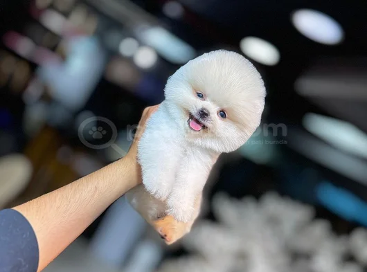 Bi̇rbi̇ri̇nden Güzel Ayi Surat Pomerani̇an Boo görsel