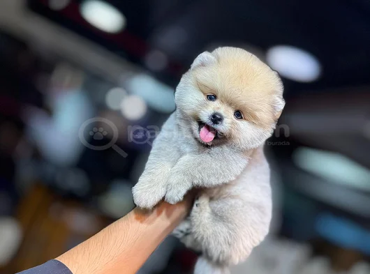 Bi̇rbi̇ri̇nden Güzel Ayi Surat Pomerani̇an Boo görsel