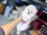 Bi̇rbi̇ri̇nden Güzel Ayi Surat Pomerani̇an Boo