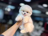 Bi̇rbi̇ri̇nden Güzel Ayi Surat Pomerani̇an Boo