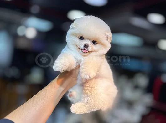 Bi̇rbi̇ri̇nden Güzel Ayi Surat Pomerani̇an Boo görsel