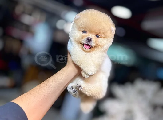 Bi̇rbi̇ri̇nden Güzel Ayi Surat Pomerani̇an Boo görsel