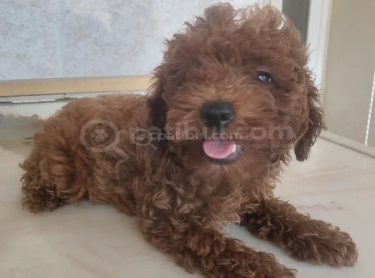 Sağlık Garantili Toy Poodle görsel
