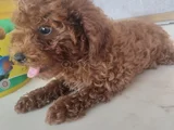 Sağlık Garantili Toy Poodle