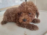 Sağlık Garantili Toy Poodle