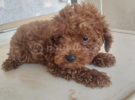 Sağlık Garantili Toy Poodle görsel